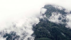 background forest