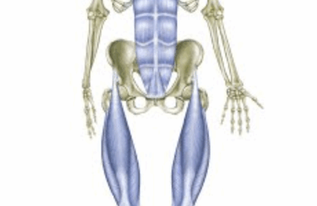 fascial workshop